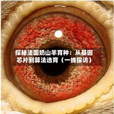 探秘法国奶山羊育种：从基因芯片到算法选育（一线探访）-第2张图片