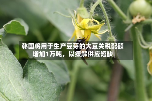 韩国将用于生产豆芽的大豆关税配额增加1万吨	，以缓解供应短缺-第3张图片