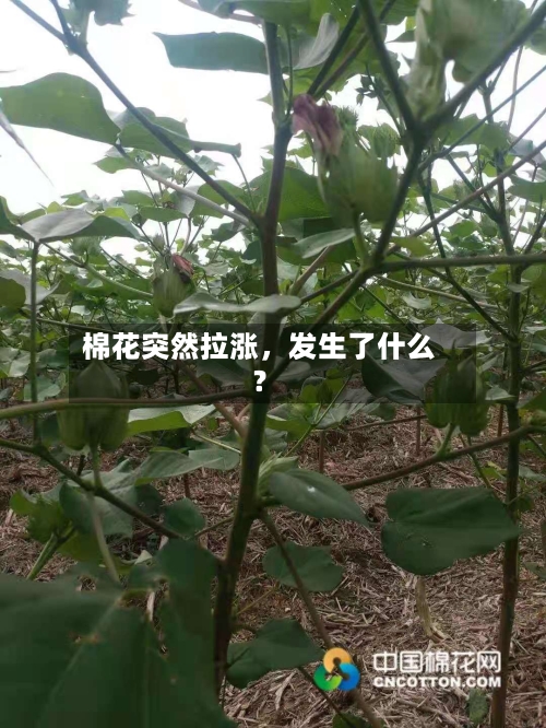 棉花突然拉涨，发生了什么？
