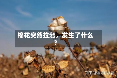 棉花突然拉涨	，发生了什么？-第2张图片