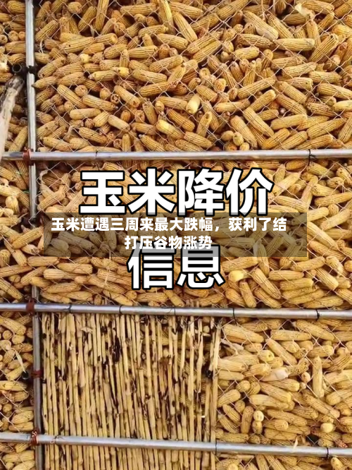 玉米遭遇三周来最大跌幅，获利了结打压谷物涨势-第2张图片
